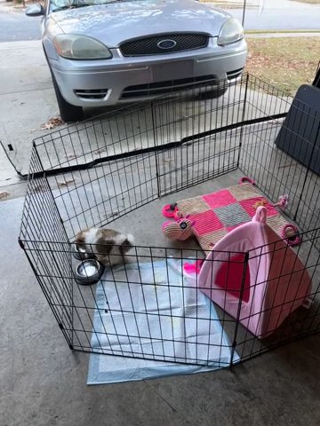 9 Week Old Female Shih Tzu in Union City, Georgia