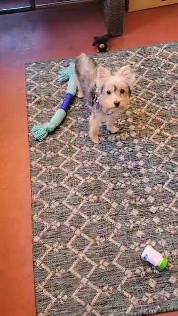 Antwon 5 mo needs new mama in Stockton, California