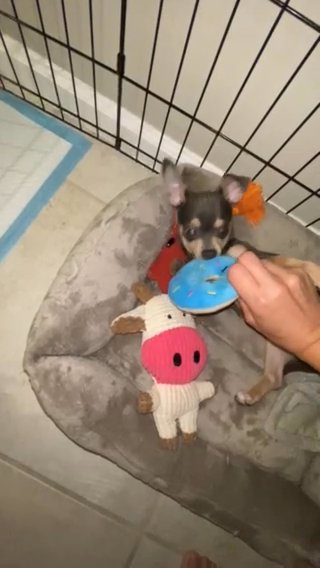 Puppy needs home in Miami Beach, Florida