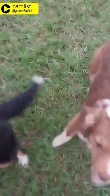 Miniature Australian shepherd in Houston, Texas