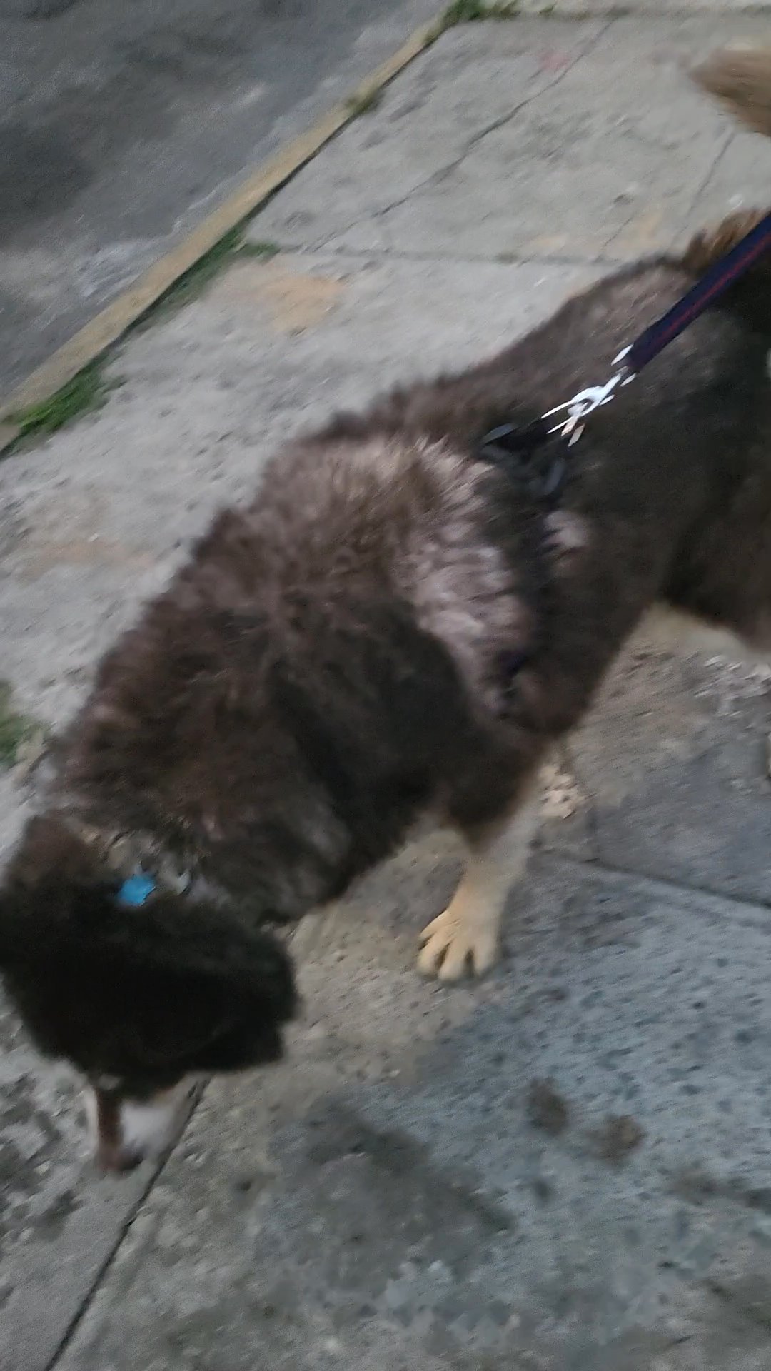 $300 GIANT malamute brooklyn n.y.c in New York City, New York