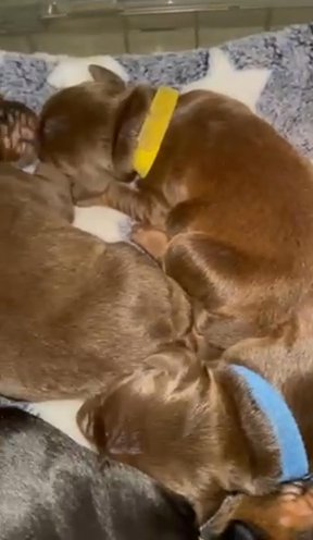 European Doberman Puppies in Colorado Springs, Colorado