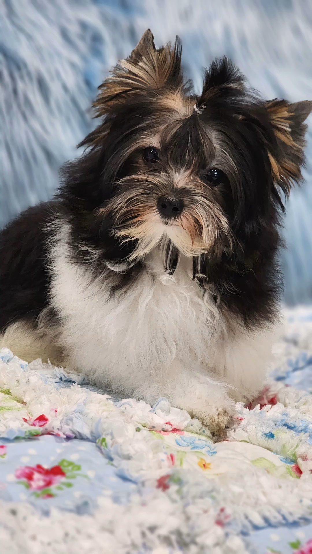 Carter(Tiny) in Chicago, Illinois