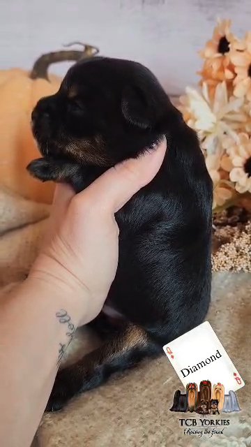 AKC Yorkie Diamond in Greenwood, South Carolina