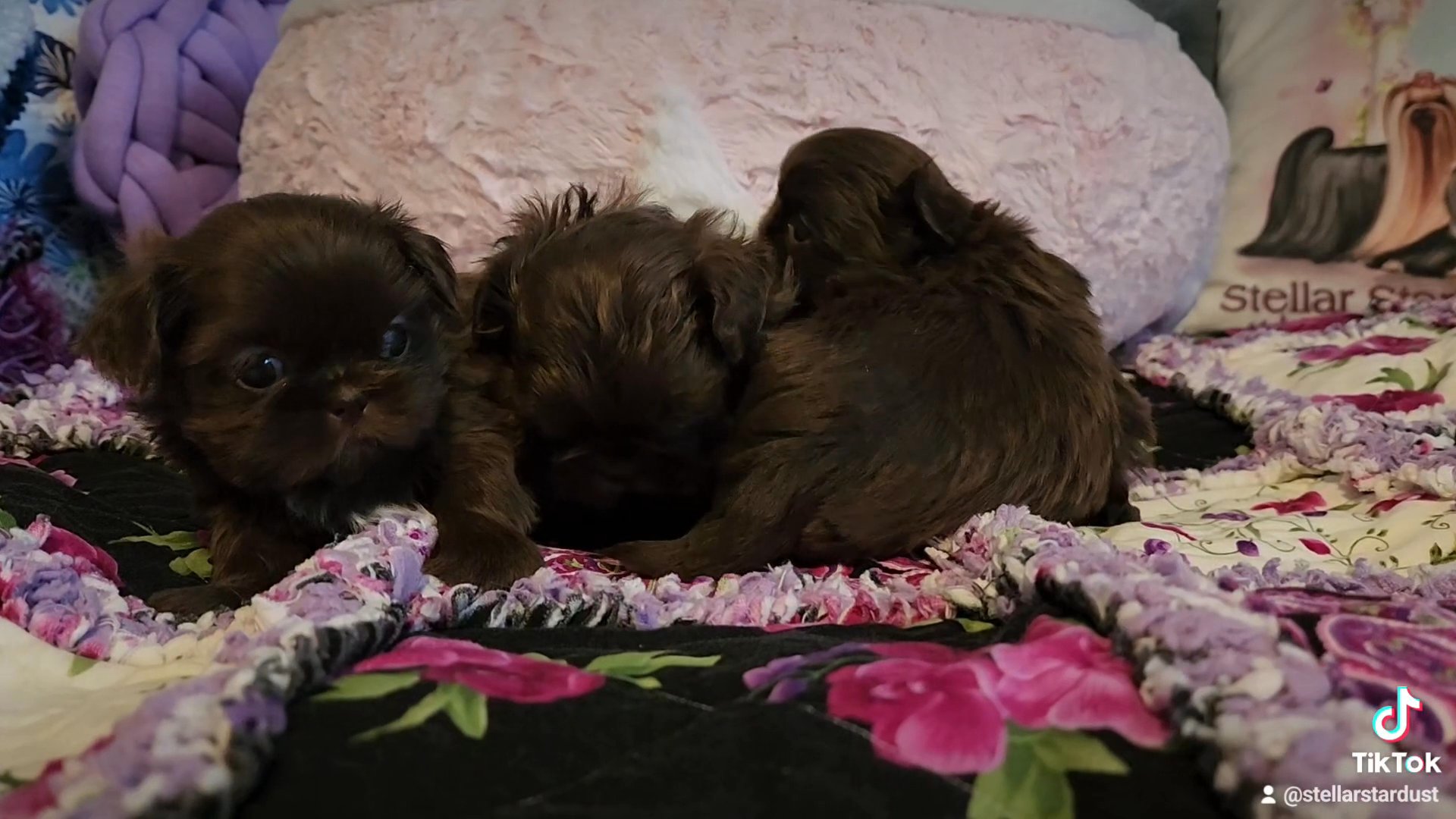 imperial Shih tzus in Chicago, Illinois