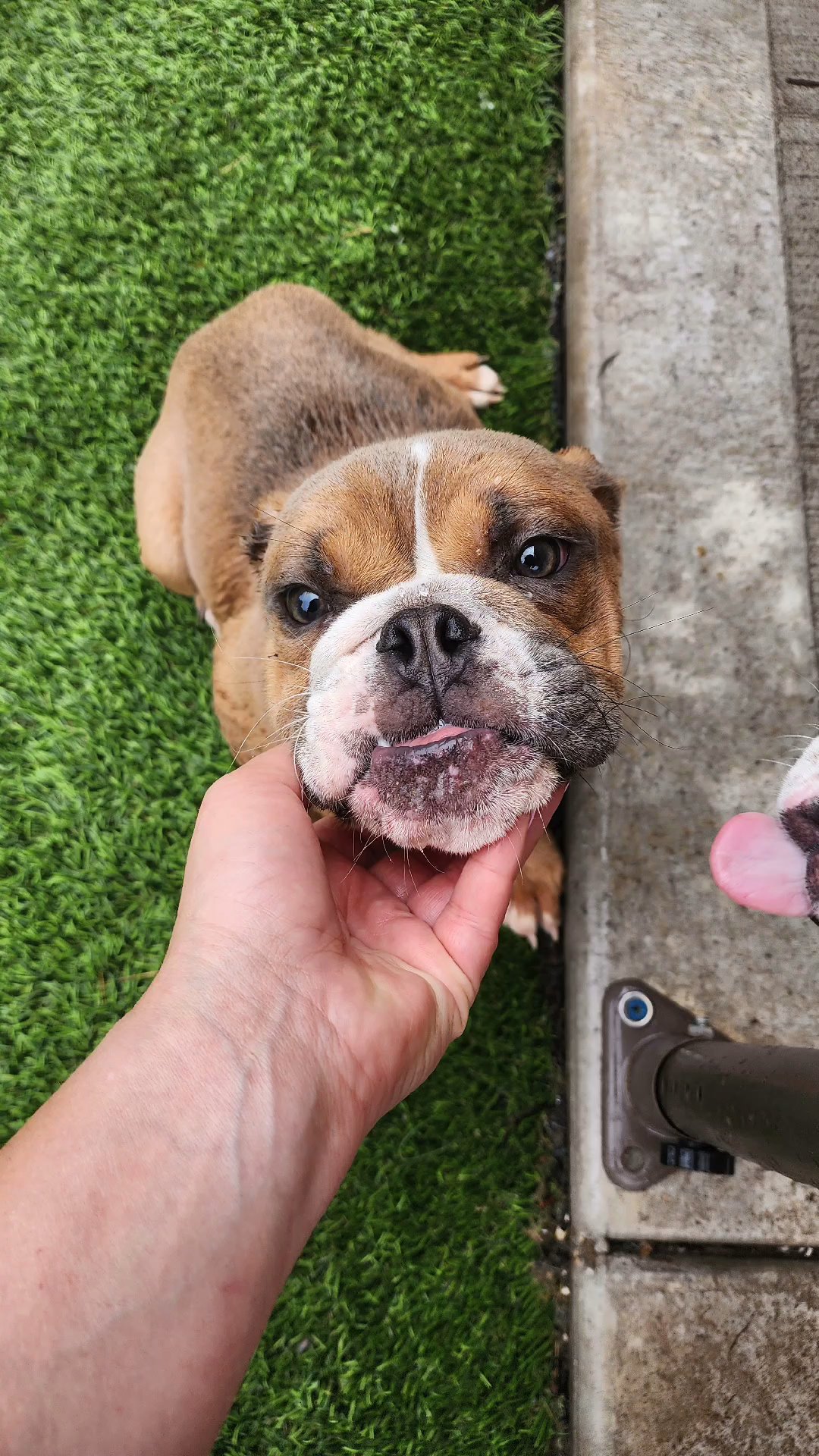 Mini female 2 in Chicago, Illinois