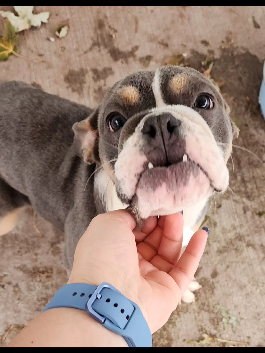 Mini female 4 in Chicago, Illinois