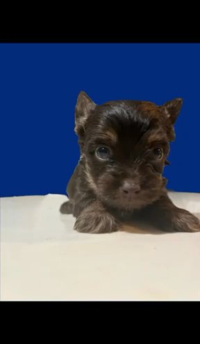 SOLD—AKC Yorkies in Boone, North Carolina