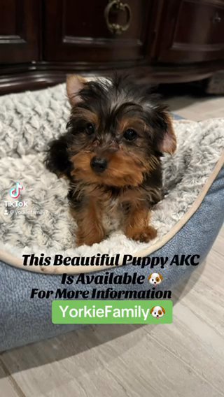 Yorkie puppy AKC in Tamarac, Florida