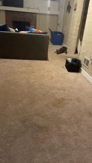 Akc Co-own Fluffy French Bulldog Boy in Cleveland, Ohio