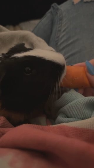 Guinea Pig - in The Bronx, New York