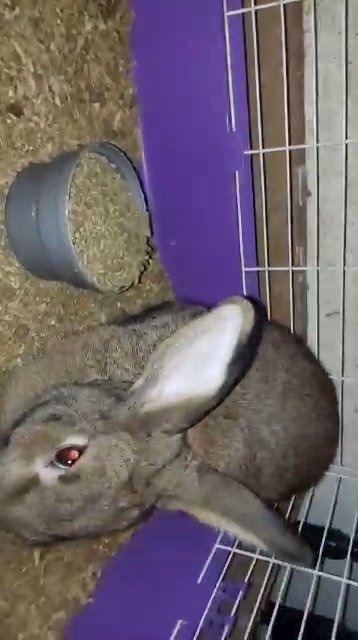 Female Rabbit, Molly, Somewhere From 2-3 Years of Age. in Troy, Illinois