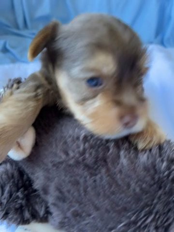 Chocolate Male Yorkie in Redding, California