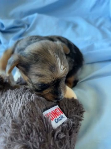 Male merle Yorkie in Redding, California