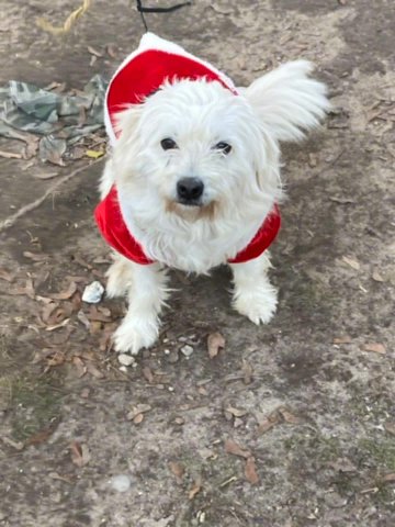 Fluffy White Dog in Bridgeton, New Jersey