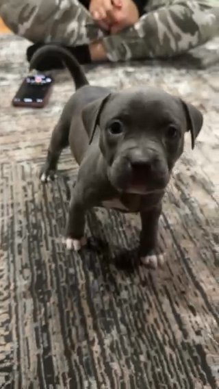 Blue American Bully Puppy in Washington, District of Columbia