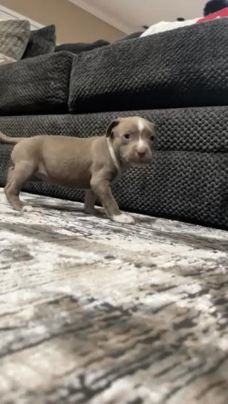 Fawn Female American Bully Puppy in Washington, District of Columbia