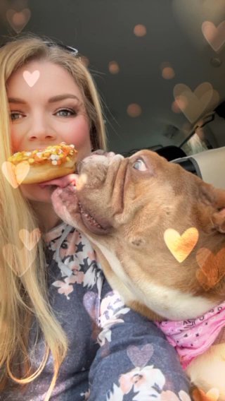 English Bulldogs in Greenville, South Carolina