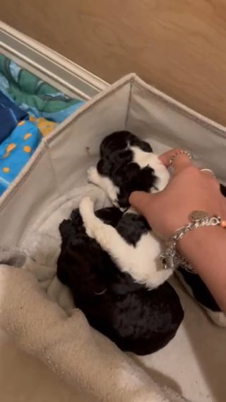 6 Standard Poodles in Houston, Texas