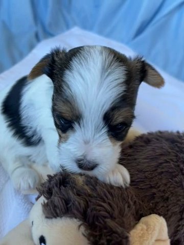 Traditional Parti Male Yorkie in Redding, California