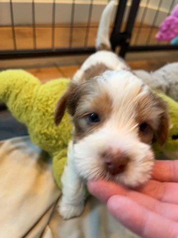 Chocoberry Merle male yorkie in Redding, California
