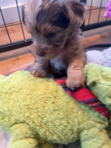 Female Chocolate Merle Yorkie in Redding, California