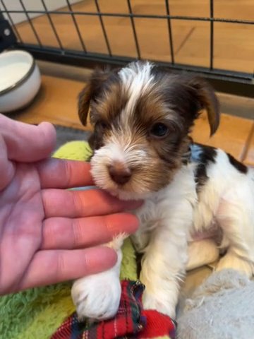 Male Chocolate Parti Yorkie in Redding, California