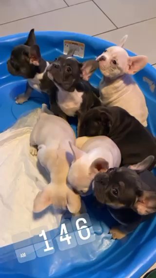 French bulldog puppies in Chicago, Illinois