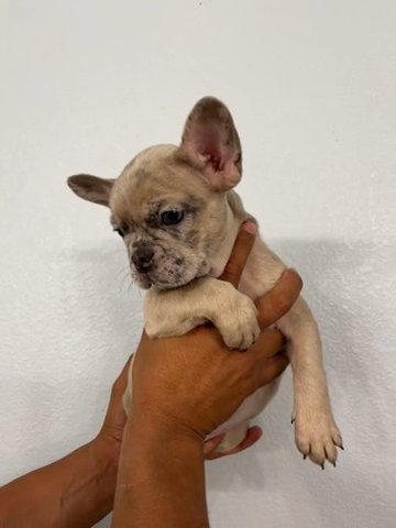 Frenchie Puppy - Blue Fawn Merle Female in Arlington, Texas