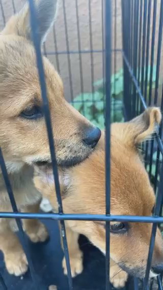 3 Month Pup For Sale‼️‼️ in Los Angeles, California