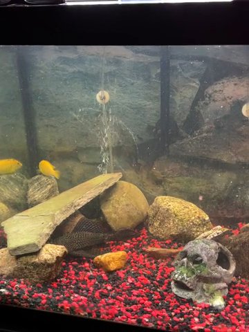 Fish And Tank in Flint, Michigan