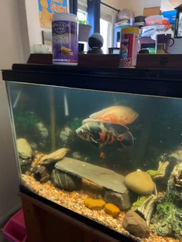 Fish With Tank in Flint, Michigan