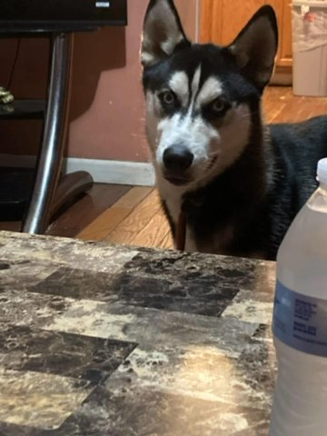 Husky For Sale (Make Offer!!!) in Bridgeton, New Jersey