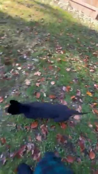 German Shepard Pup For Sale in Vancouver, Washington