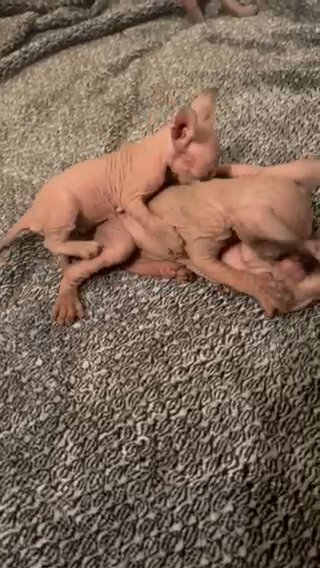 Sphynx Kittens in Salem, Oregon