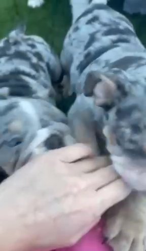 English Bulldog Rare Tri Merels in Canyon Lake, California