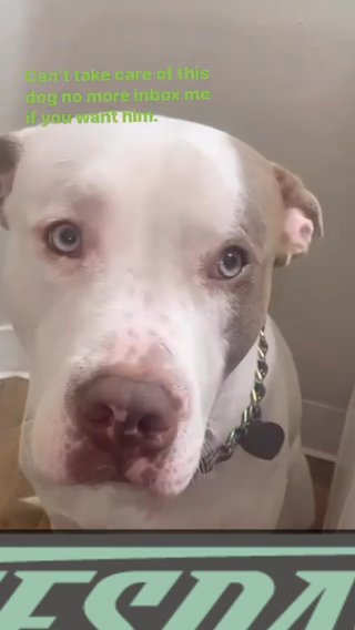 Dog For Sell in Denver, Colorado