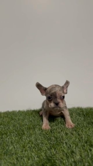 AKC Blue Merle Female in Charlotte, North Carolina