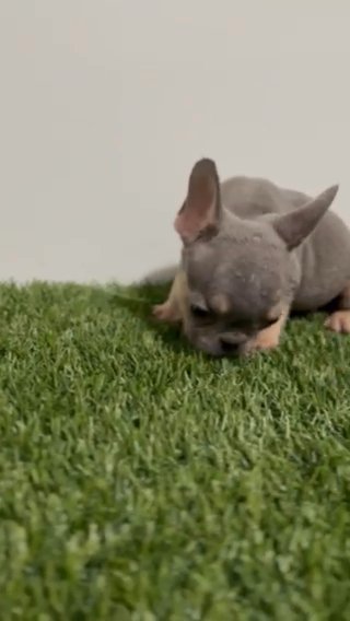 AKC Lilac And Tan Male in Charlotte, North Carolina