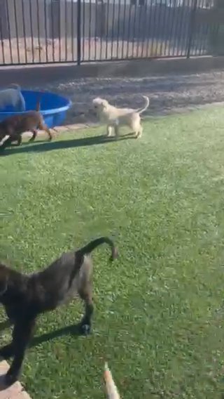 Labradoodles- Teddy in Phoenix, Arizona