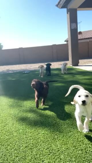 Labradoodles- Dakota in Phoenix, Arizona