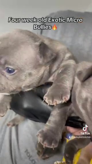 Exotic, micro bullies in Phoenix, Arizona