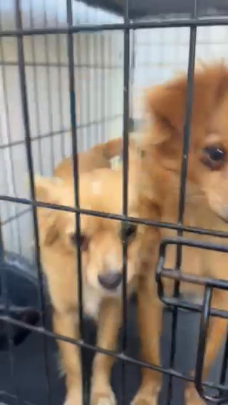 2mix Pomeranian And Chihuahua Dogd in Orange, California