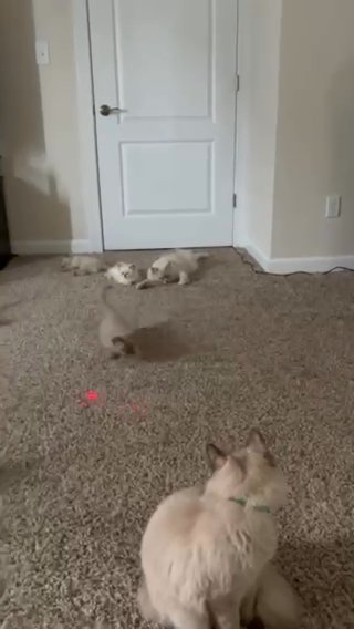 Chocolate Mink Ragdoll Kittens in Suffolk, Virginia