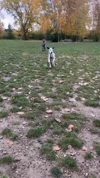 9 Month Dalmation in Toledo, Ohio
