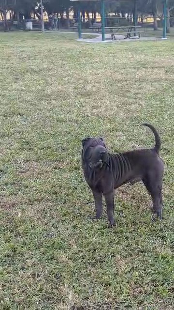 1yr old Chinese Shar pei in Orlando, Florida