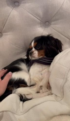 Bella: Female Cavalier Puppy for Sale in Franklin, Tennessee