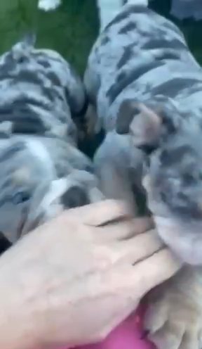 English Bulldog Puppies in Canyon Lake, California