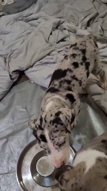 AKC GREAT DANES in Sikeston, Missouri