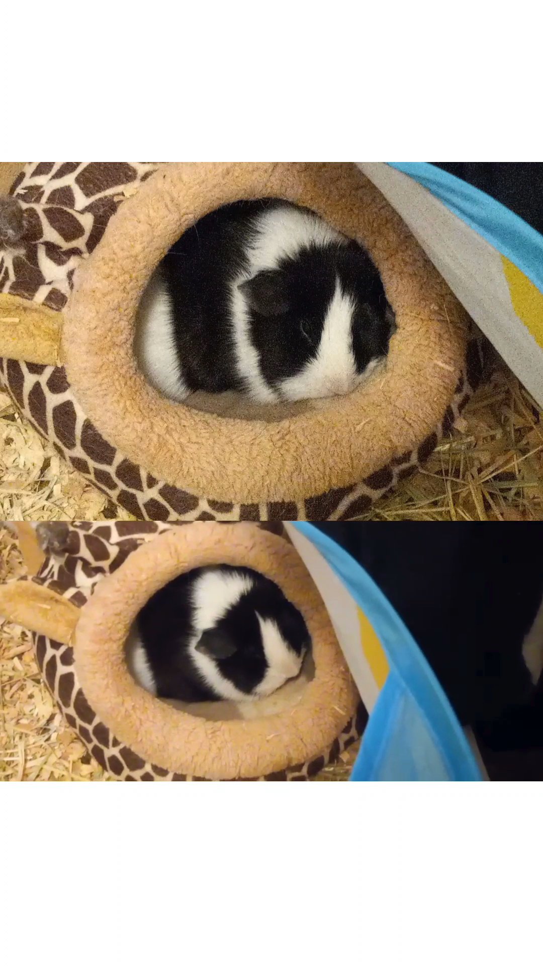 Bonded Female Guinea Pigs in Big Rapids, Michigan